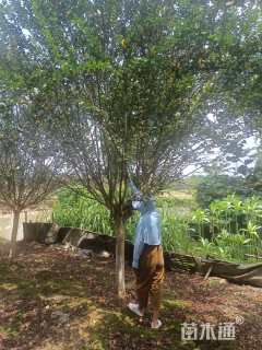 14公分小叶紫薇