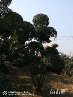 高度200厘米小叶女贞