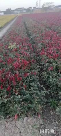 高度30厘米红叶石楠小苗