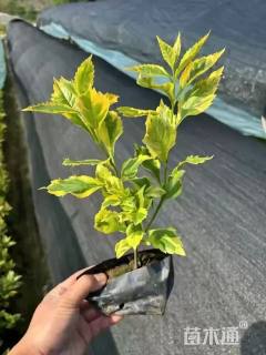 高度30厘米金边假连翘