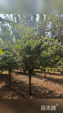 12公分暴马丁香