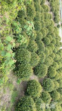 冠幅120厘米龟甲冬青球