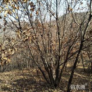 12公分蒙古栎