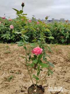 高度40厘米欧洲月季