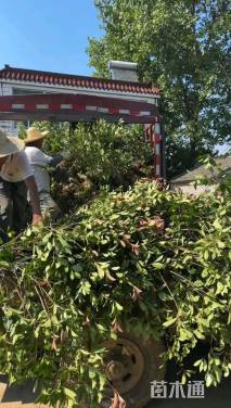 10公分红叶石楠