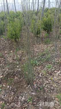 高度100厘米丛生木槿