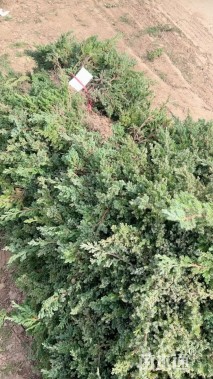 高度40厘米铺地柏