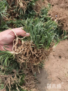 高度6厘米玉龙草