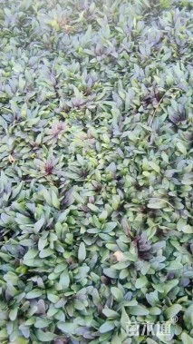 高度10厘米筋骨草