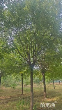 22公分国槐
