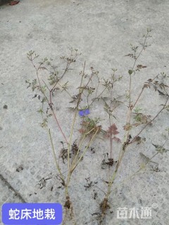 高度50厘米蛇床