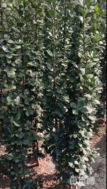 高度140厘米北海道黄杨