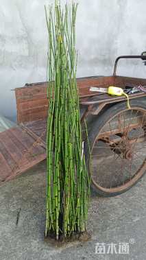 高度80厘米木贼