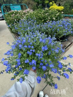 高度25厘米蓝星花