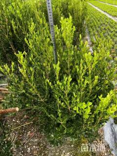 冠幅100厘米瓜子黄杨球