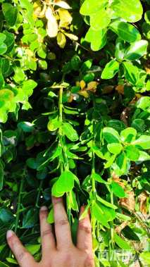 高度50厘米大叶黄杨