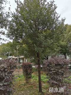 14公分弗吉尼亚栎