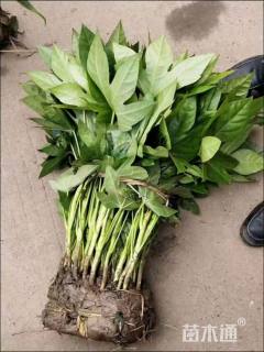 高度40厘米八角金盘