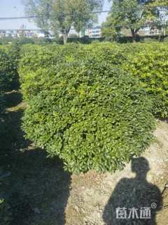 冠幅140厘米海桐球