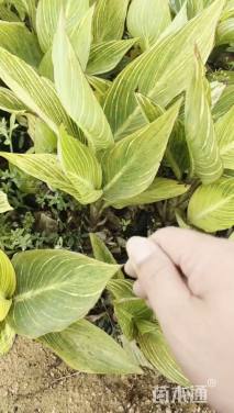 高度30厘米美人蕉