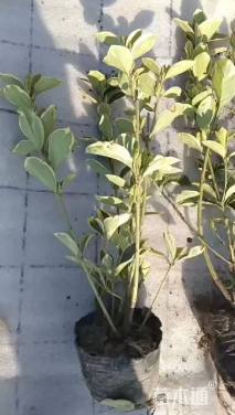 高度30厘米金边黄杨