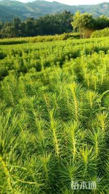 高度40厘米马尾松