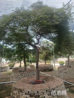 高度300厘米羽毛枫