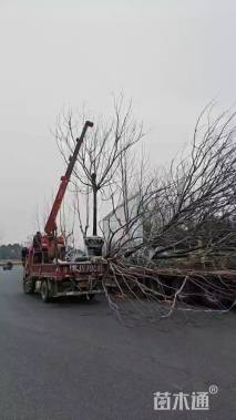 18公分黄山栾树