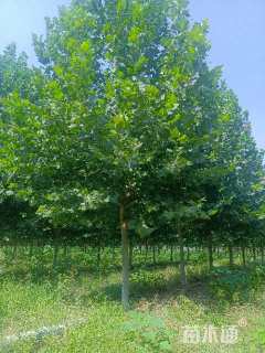 20公分法桐