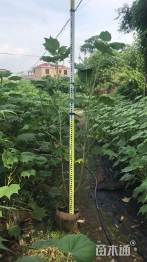 高度150厘米木芙蓉