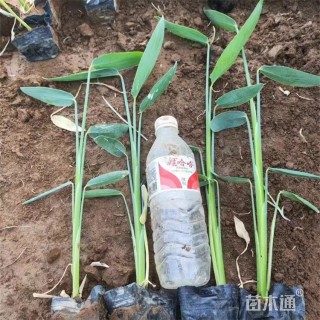 高度55厘米再力花