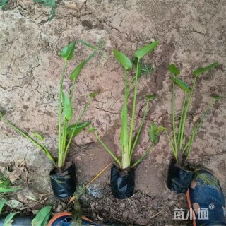 高度40厘米梭鱼草