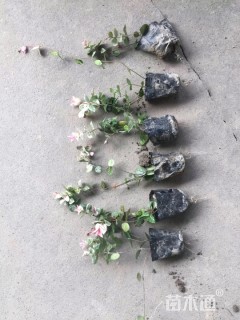 花叶络石