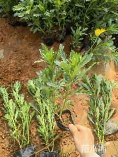 高度35厘米木春菊