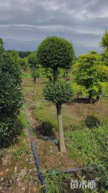 5公分造型川滇蜡树