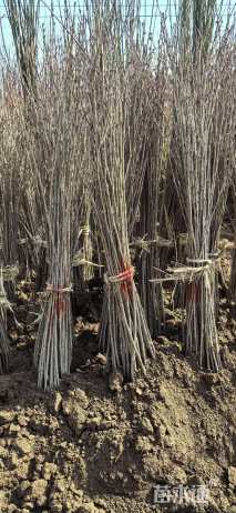 高度50厘米樱花小苗