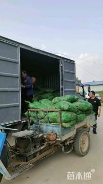 高度10厘米马莲