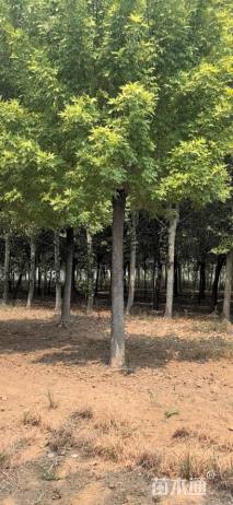 18公分金叶白蜡