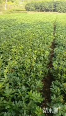 高度30厘米海桐