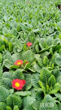 高度5厘米金盏菊