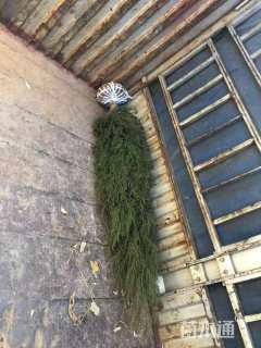 高度200厘米塔柏