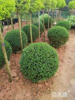 2公分造型川滇蜡树