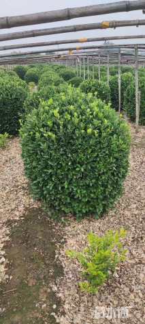 冠幅100厘米大叶黄杨球