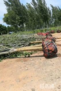 12公分二乔玉兰