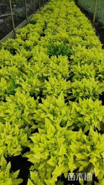 高度25厘米波斯顿蕨