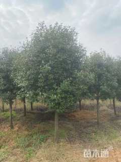 16公分高杆红叶石楠