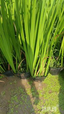 高度45厘米水菖蒲