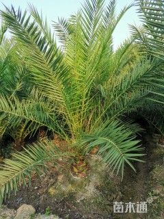 裸干高20厘米加拿利海枣