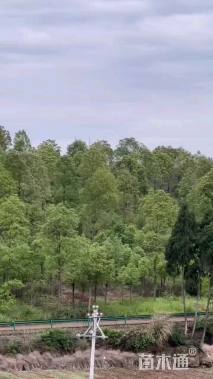 20公分香樟