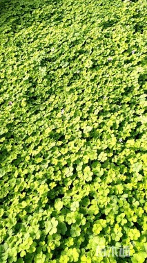 高度20厘米红花酢浆草